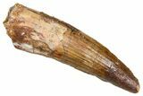 Fossil Spinosaurus Tooth - Real Dinosaur Tooth #381006-1